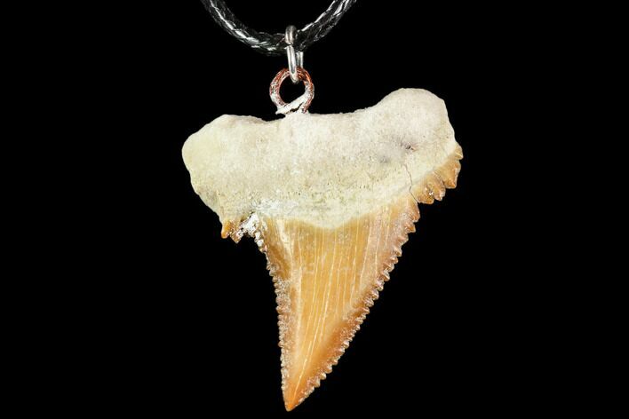 Fossil Shark (Palaeocarcharodon) Tooth Necklace -Morocco #110256
